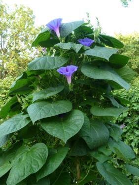IPOMOEA-PURPUREA(DAGWINDE)