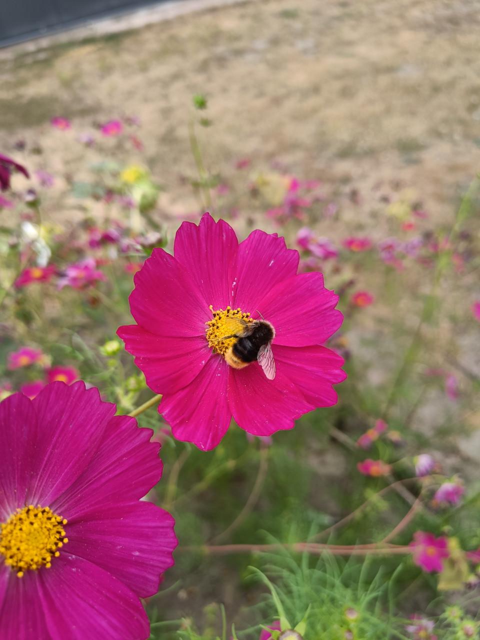 Zaden Cosmea - Cosmos Bipinnatus BIO