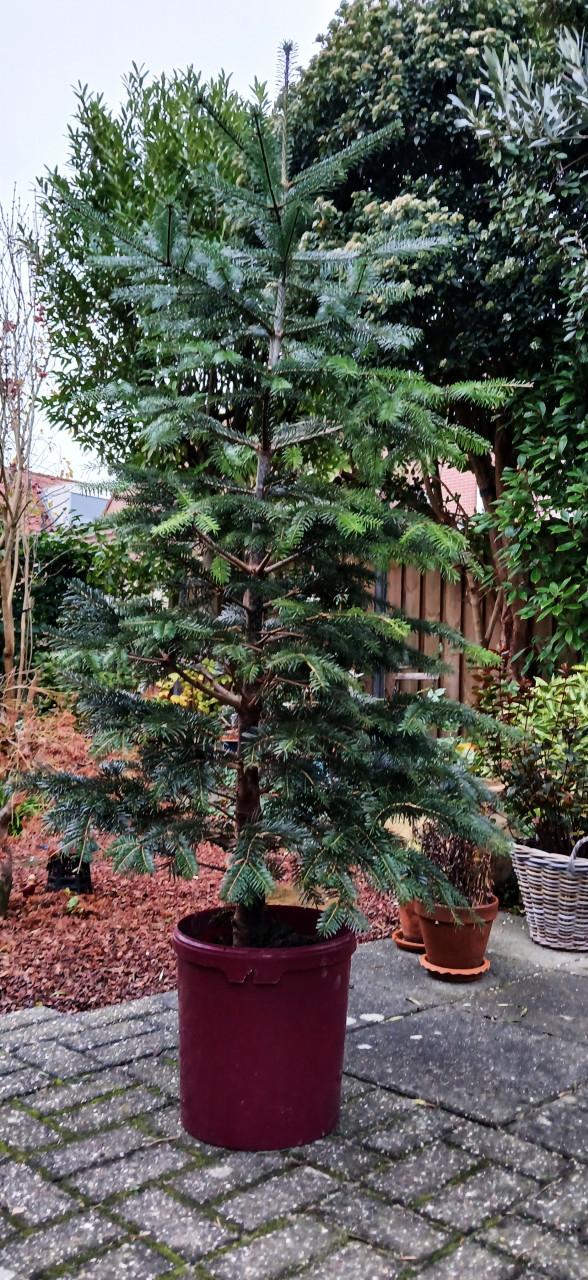 Kerstboom met kluit in emmer