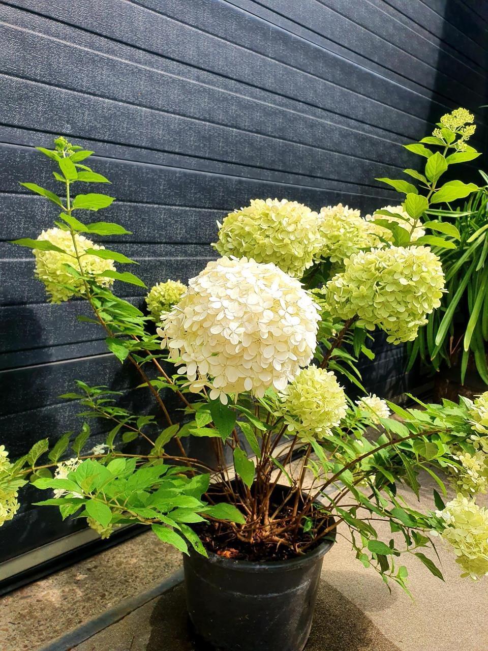 Canna's & Hortensia's