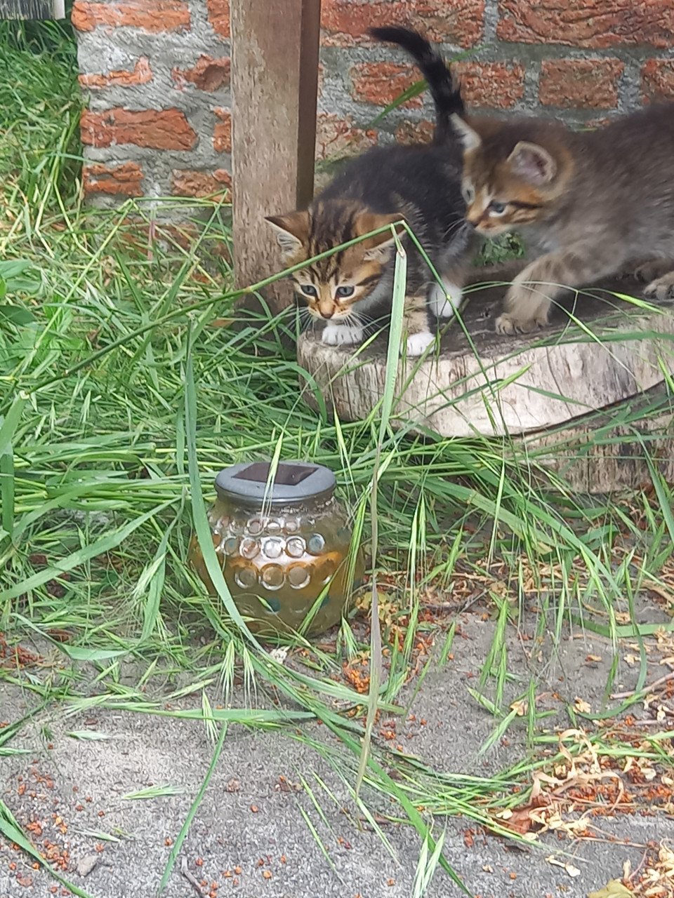 Kittens