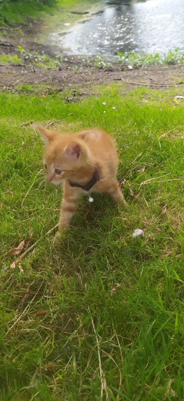Schattige kittens