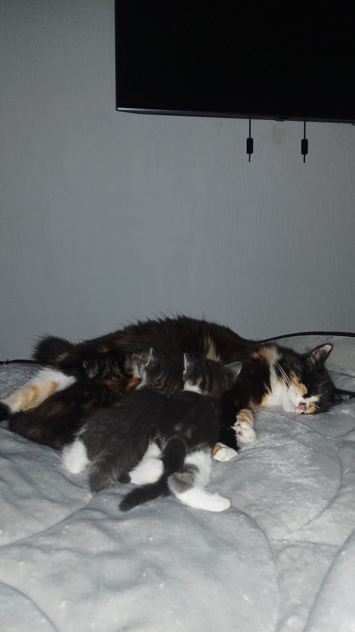 2 ondeugende kittens zoeken nieuw baasje
