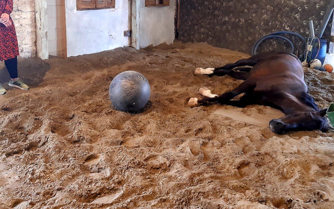 Familieopstellingen met paarden