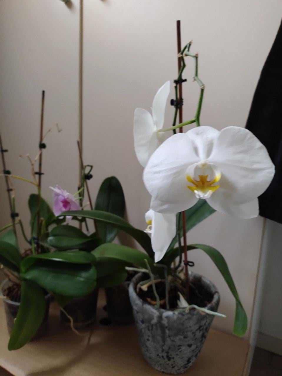 Orchideeën, 6 stuks waarvan 3 met bloemen