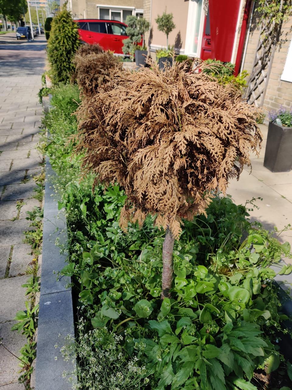 Hoveniersbedrijf Tuinbaar