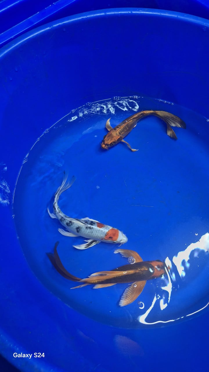 Butterfly koi