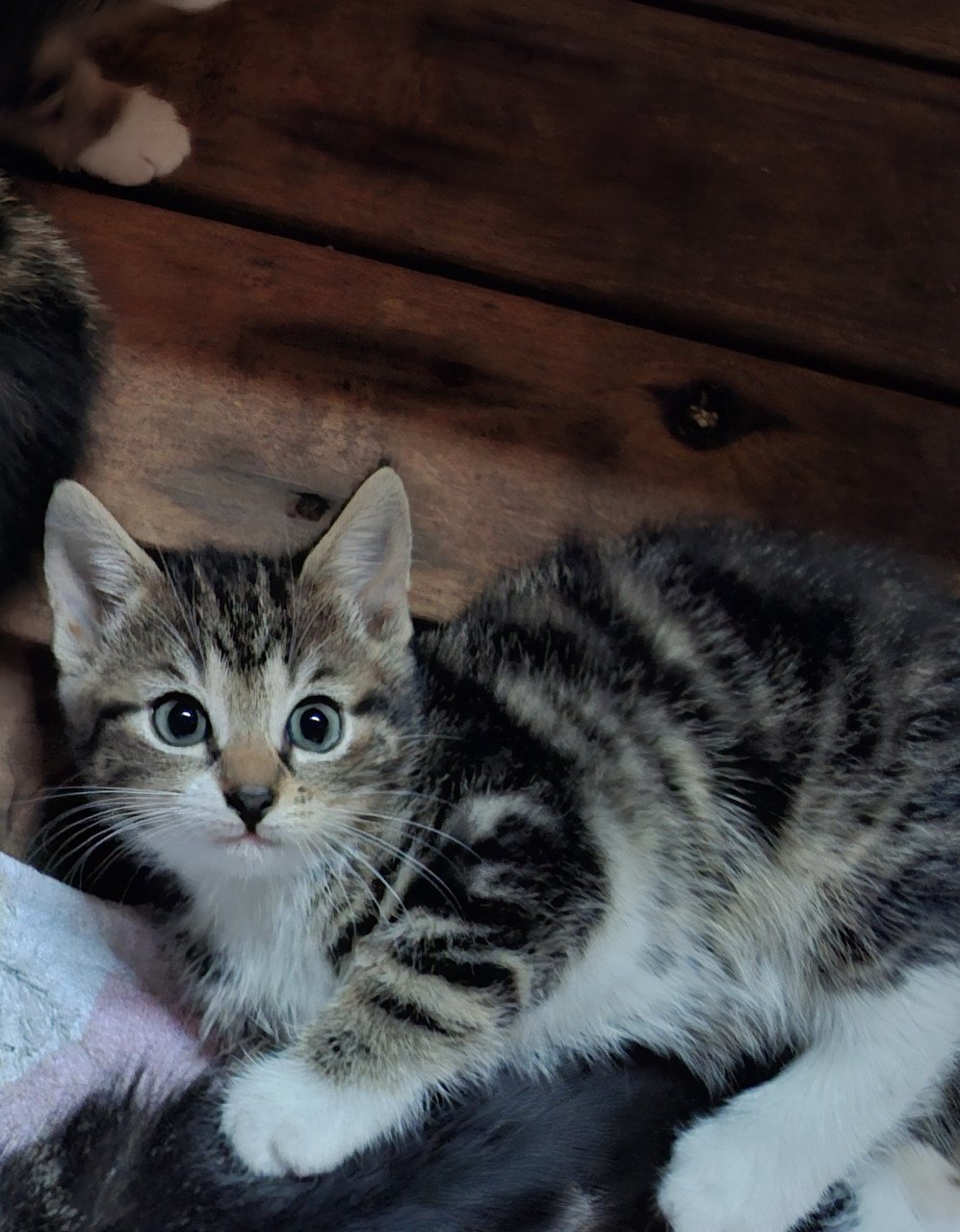 Kittens, alleen nog twee zwart/ witte beschikbaar)