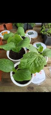 Div. pompoen en courgette plantjes BIO