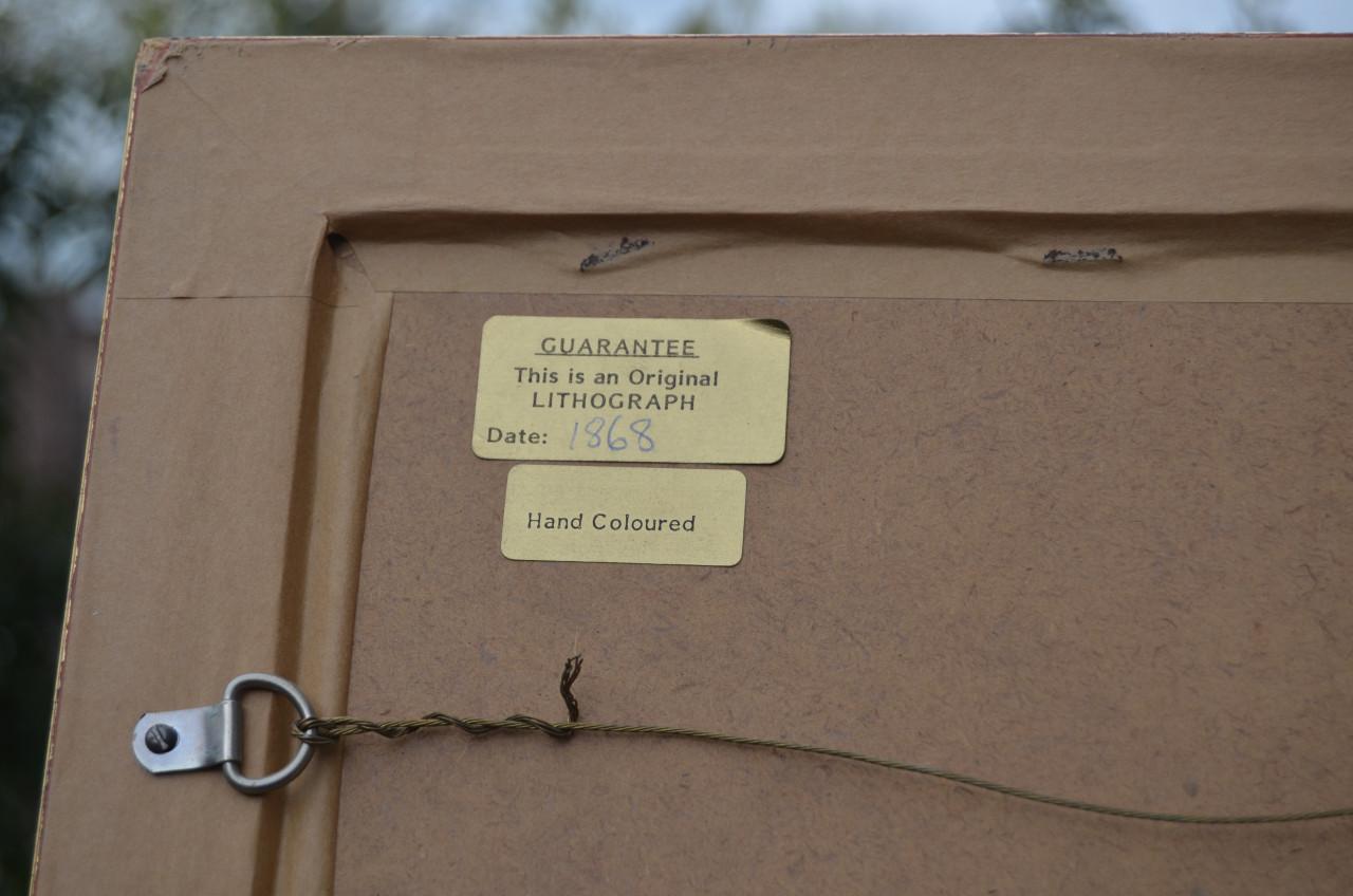 Fraaie handgekleurde litho 'Pintail' (Pijlstaart) 1868