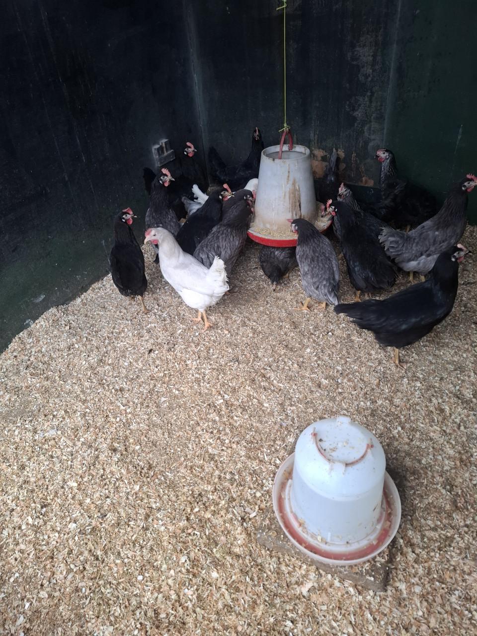 Groenleggers en araucana voor de groene eieren