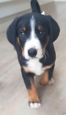 Lieve honden oppas aangeboden