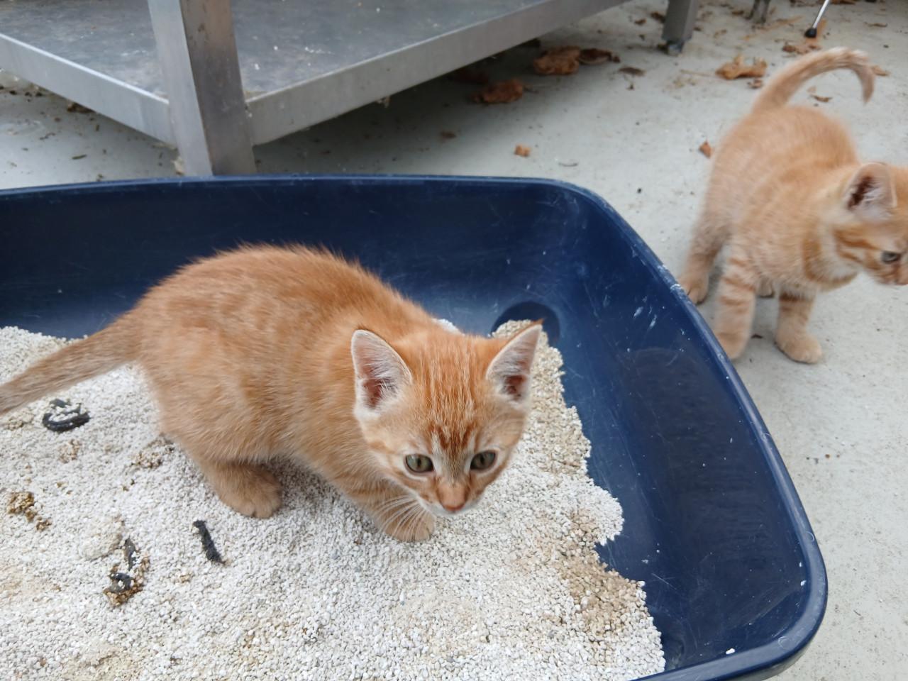 Kittens
