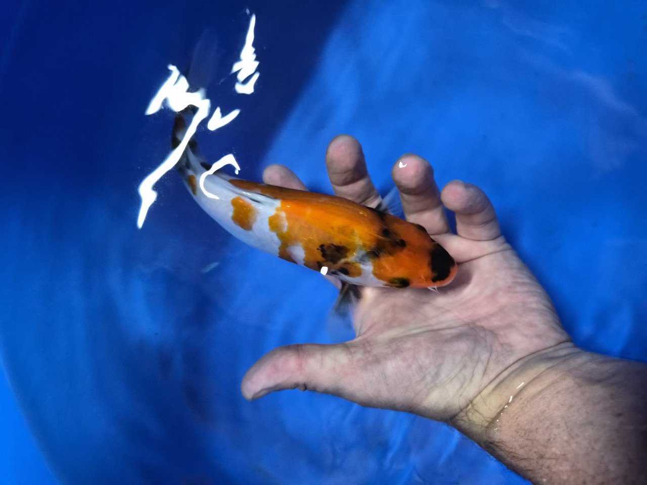 Diverse koi