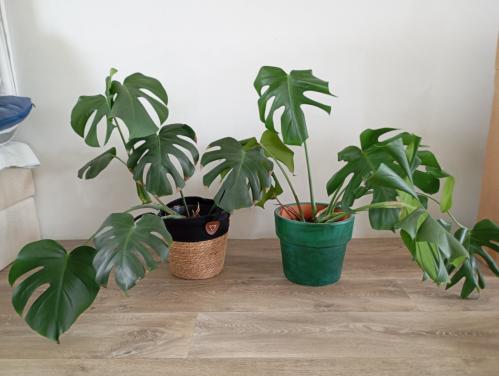 Planten