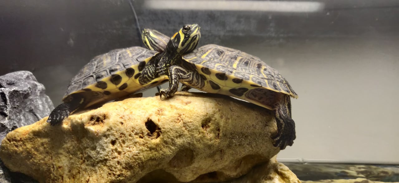 Zeer net aquarium 125L met kast en 2 schildpadden