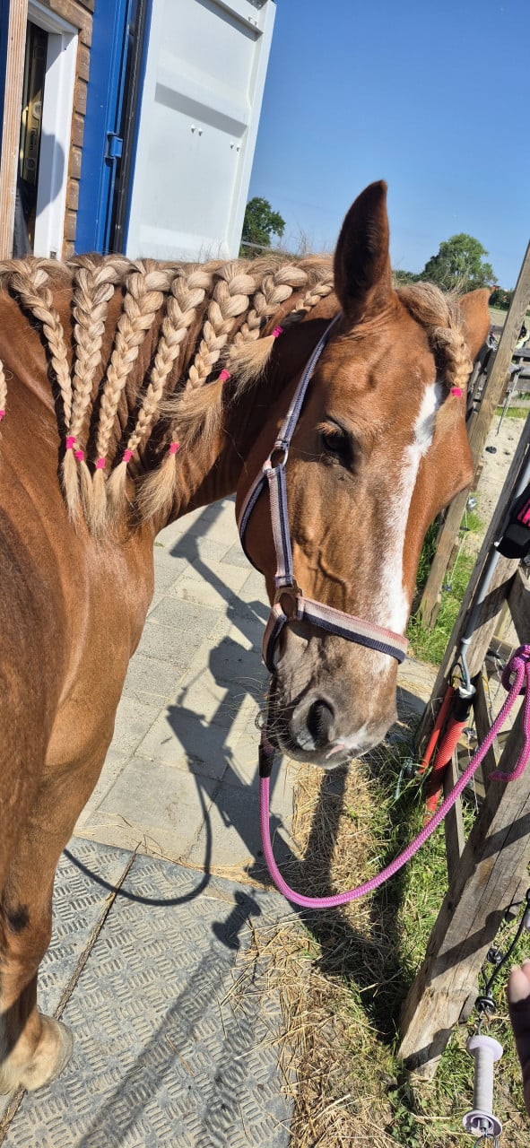 Super lieve d pony.