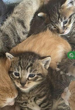 Nog 5 Supper schattige kittens