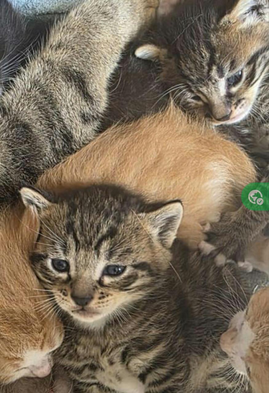 Nog 5 Supper schattige kittens