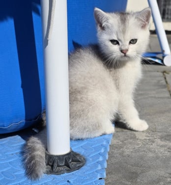 Brits korthaar silver shaded kitten (kater)