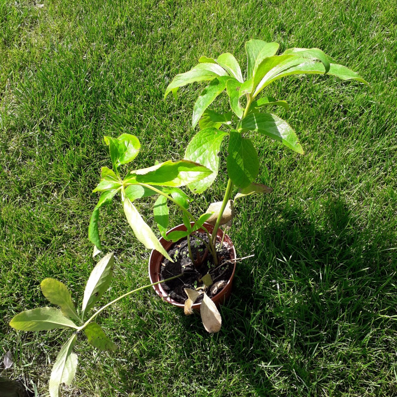 Helleborus