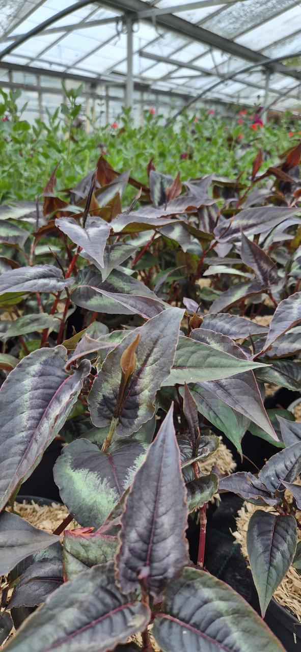 Tuinplanten bio gekweekt