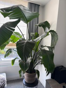 Strelitzia Nicolai (groot)