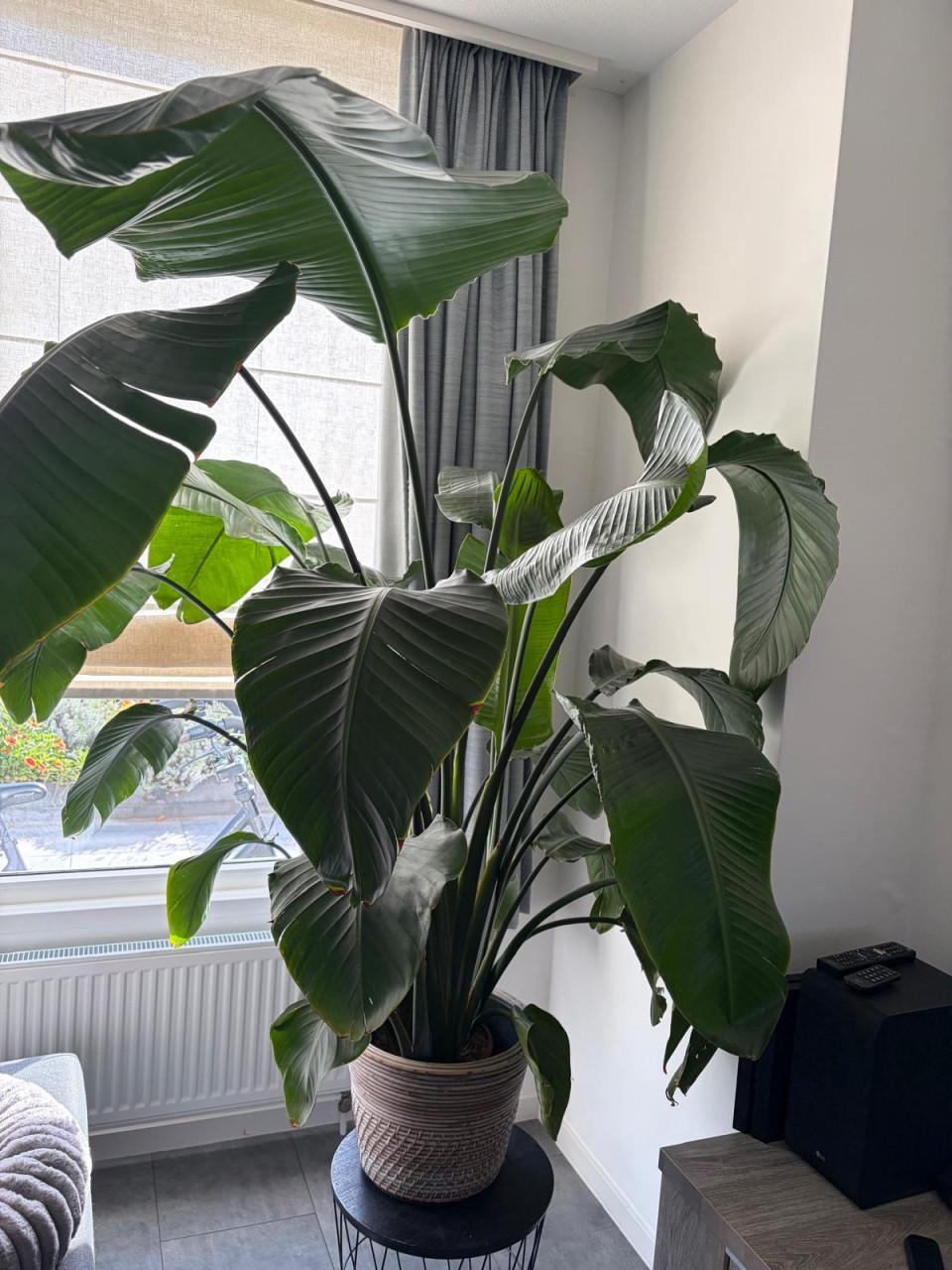 Strelitzia Nicolai (groot)