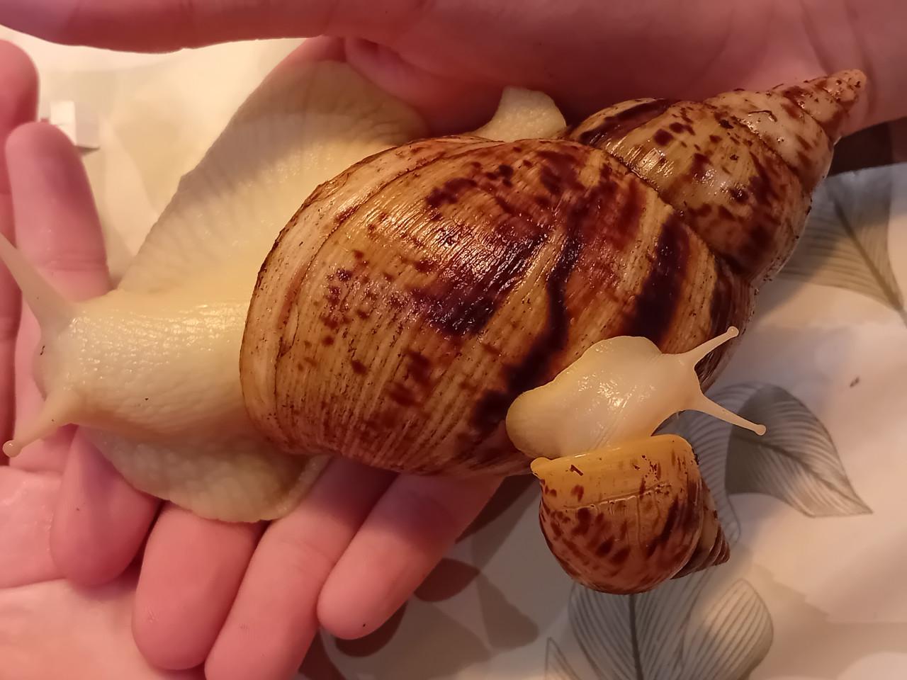Afrikaanse reuzenslakken (Achatina Reticulata)