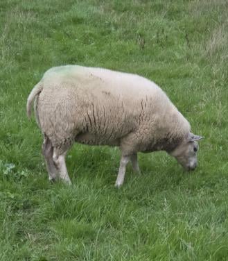 Schapen schaap drachtig diverse rassen
