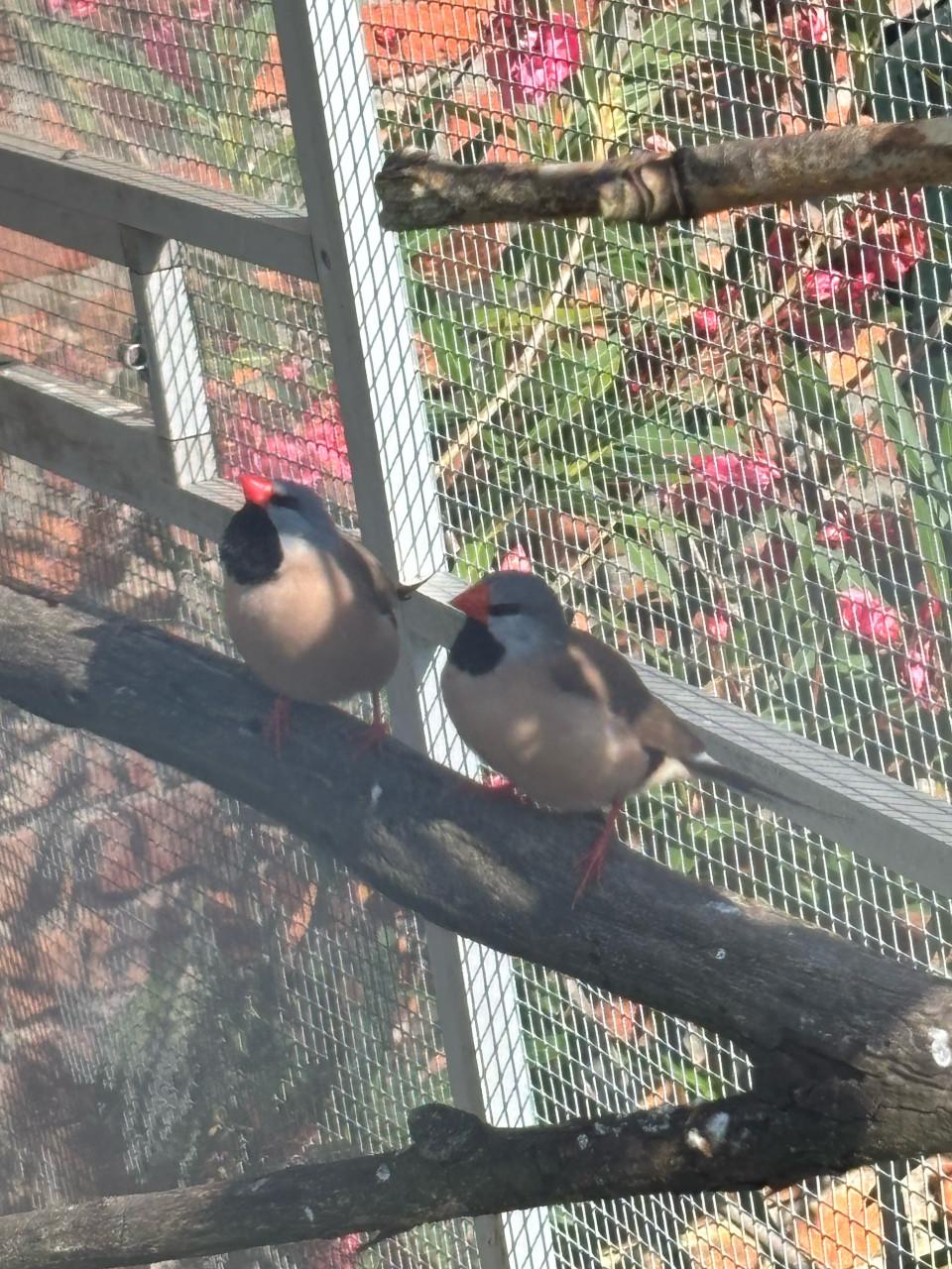 Volière vogels