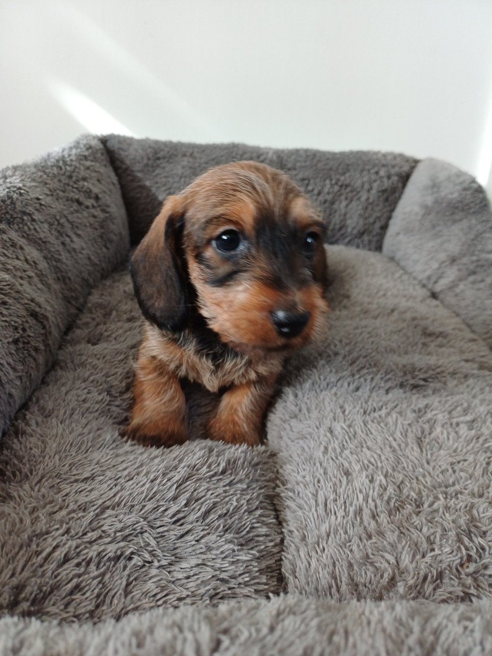 Super leuke Ruwhaar Dwerg Teckel pups