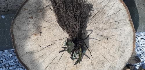 Aardbeienplanten
