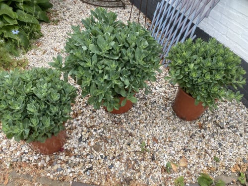 Sedum herbstfreude planten