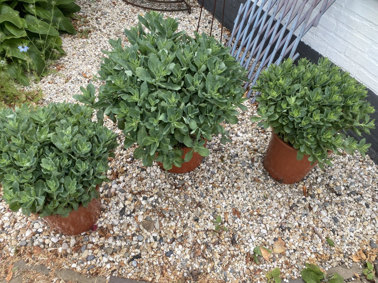 Sedum herbstfreude planten