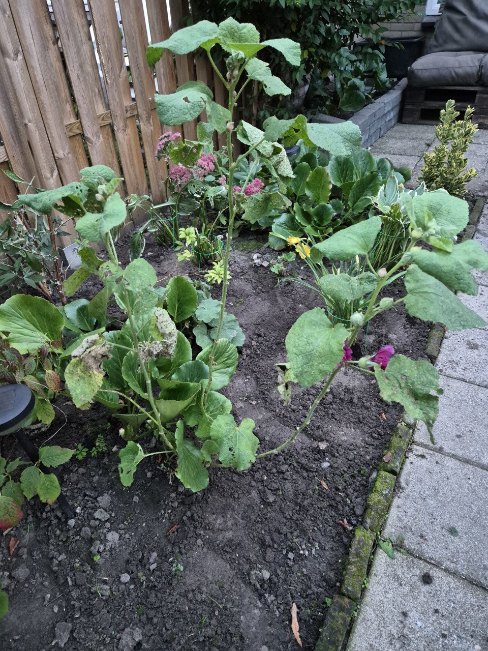 Tuinplanten