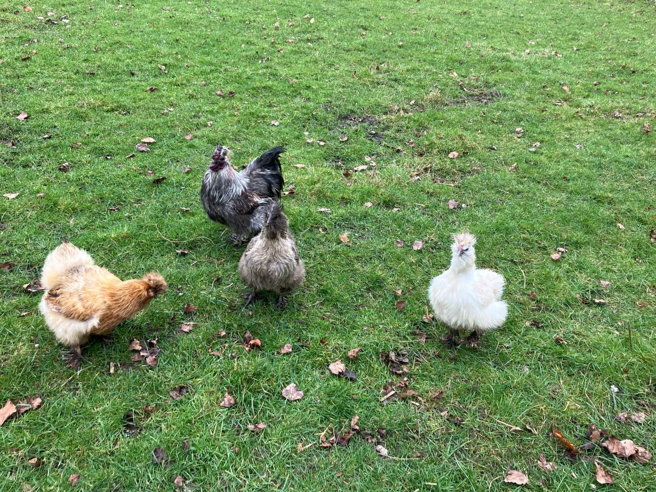 Broed eitjes zijdehoen kippen