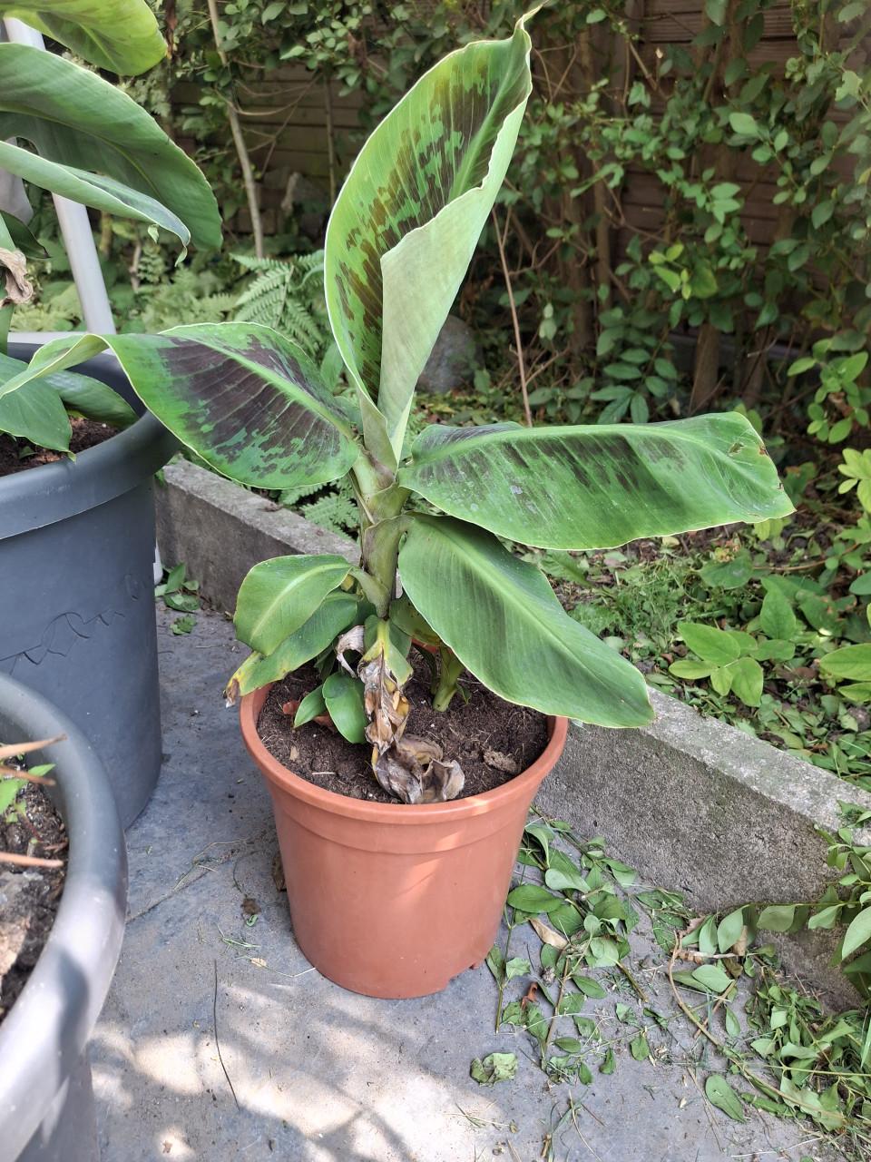 Bananenplant