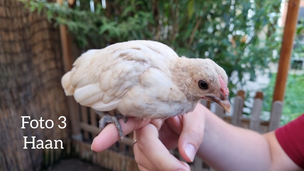 Sebright kuikens