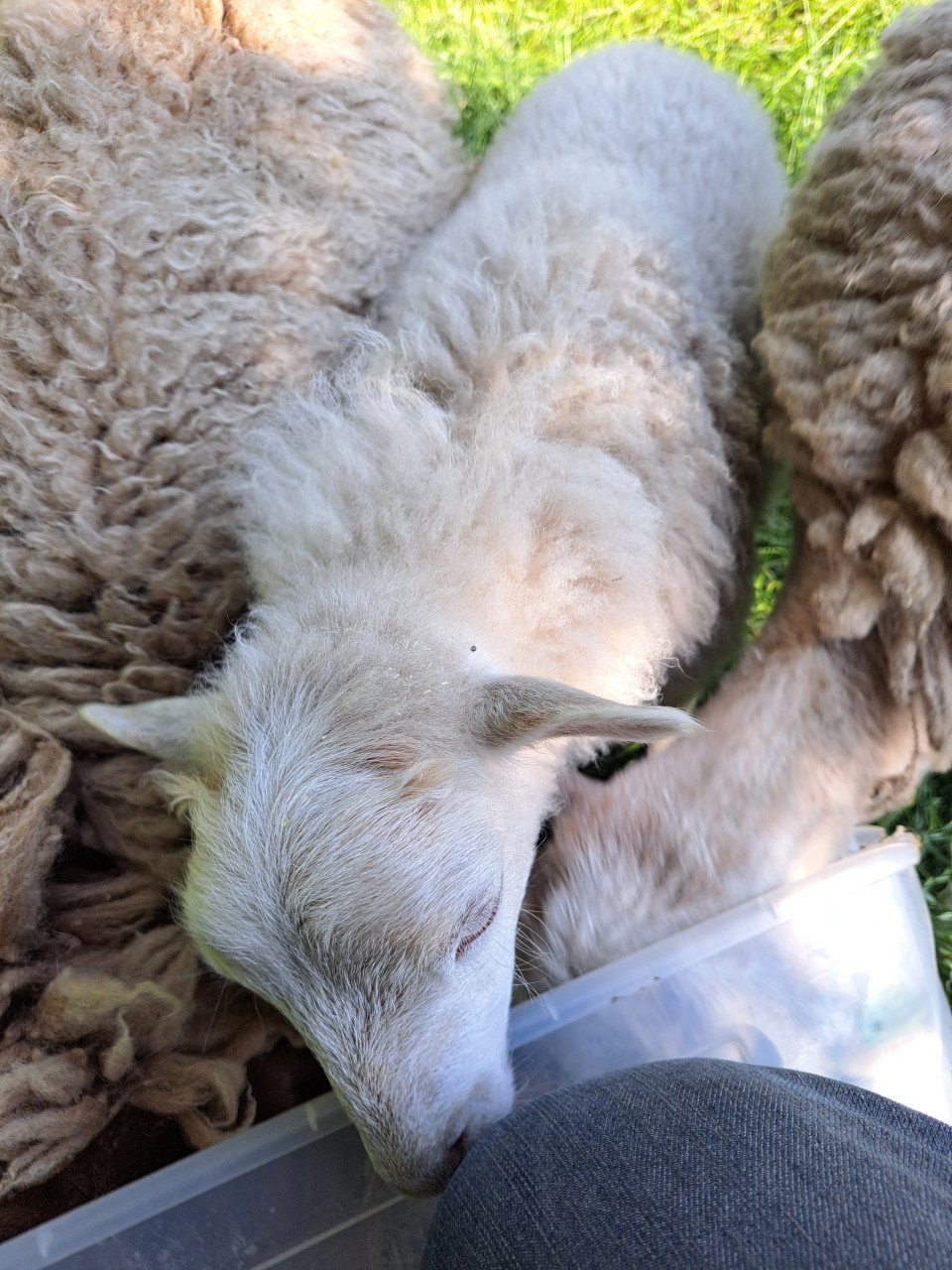 Ouessant schapen