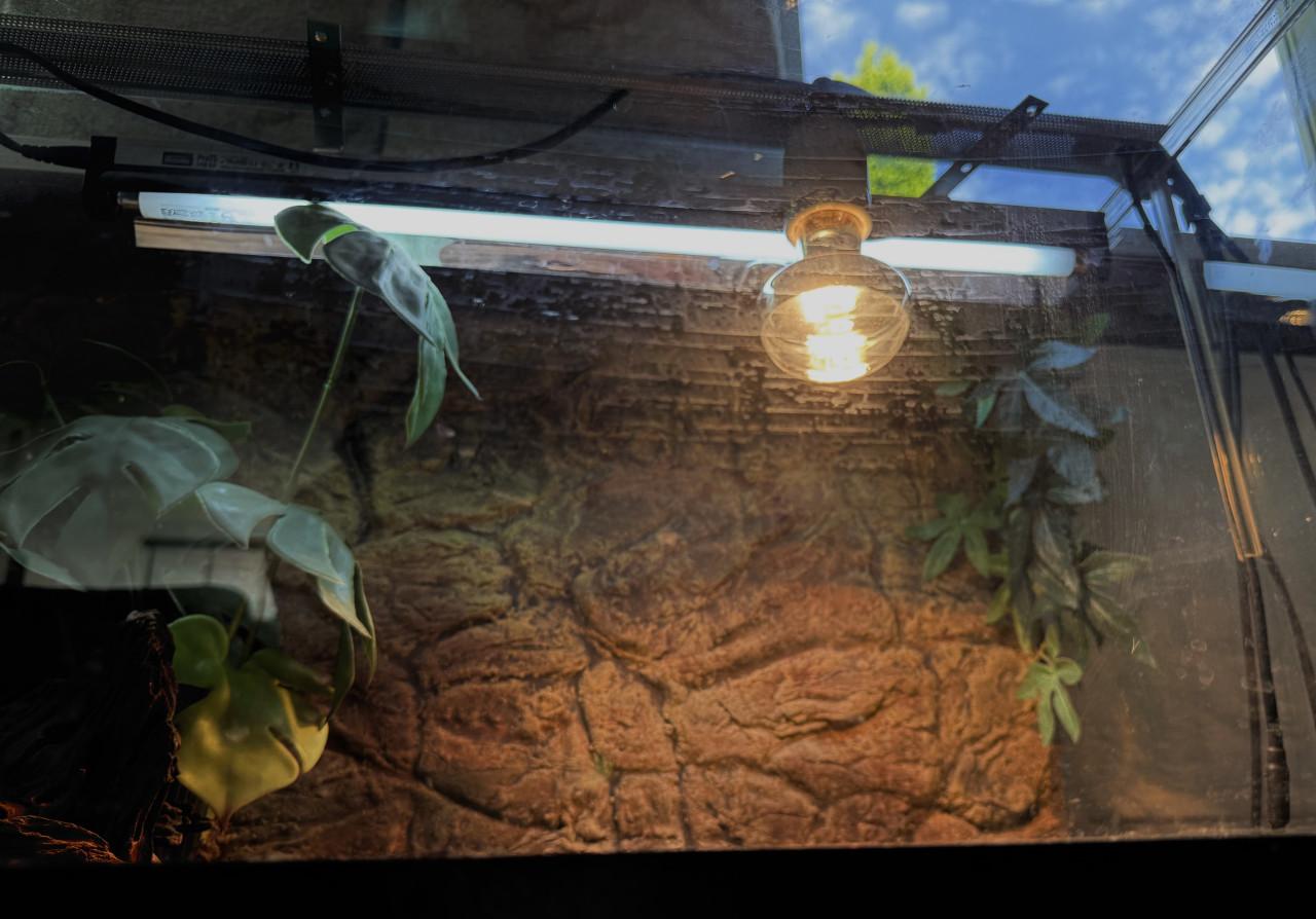 Terrarium inclusief alles en baardagaam