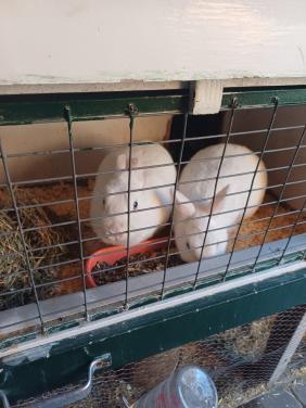 2 witte konijnen dame's