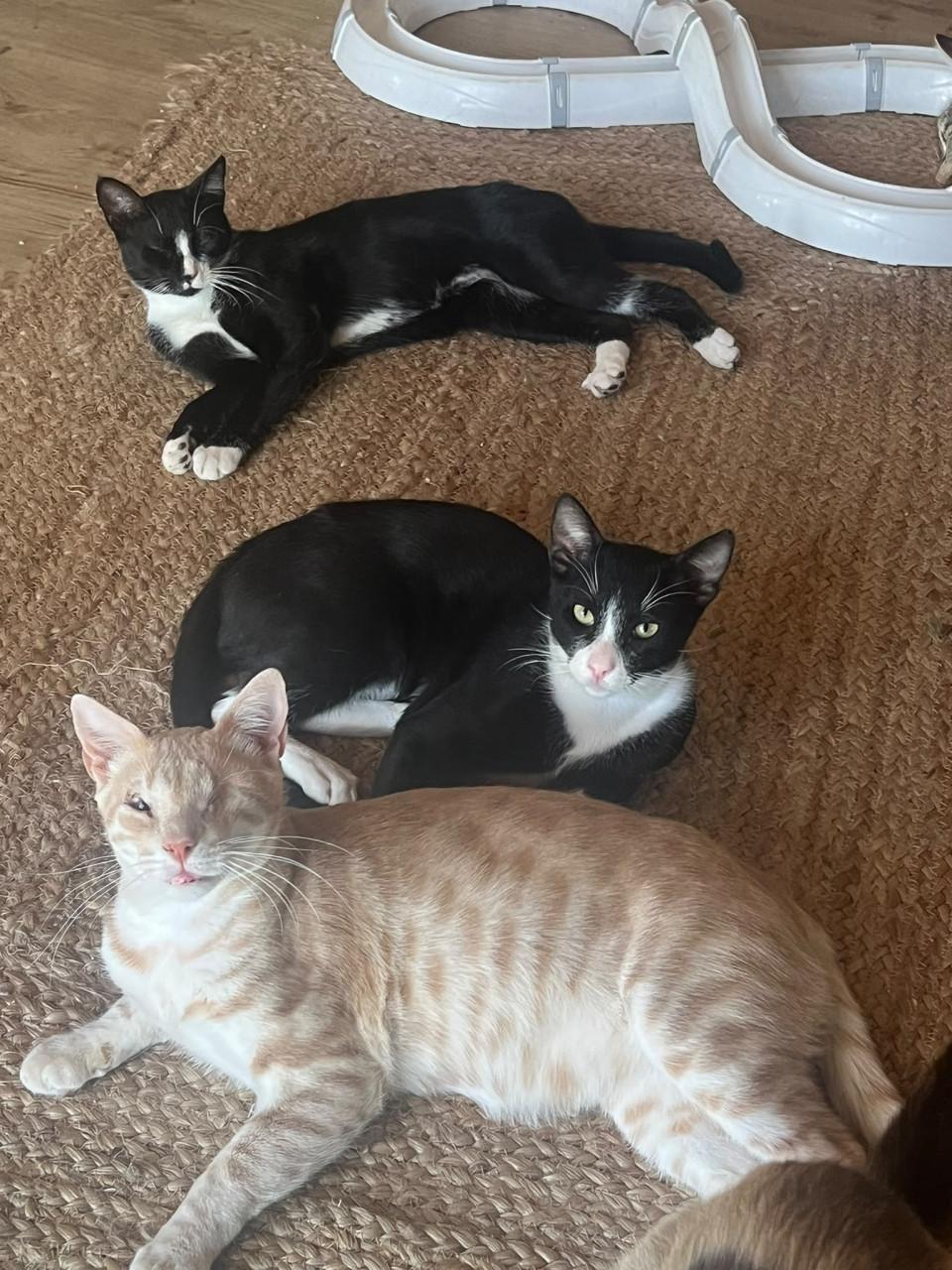 Deze 3 katten zoeken hun forever home!