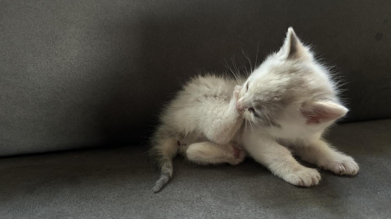 Kitten