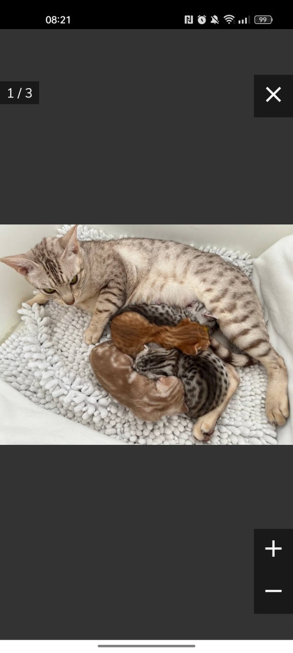 Kittens hier niet zomaar aanbetalen 😉👈 heeft steeds andere te koop