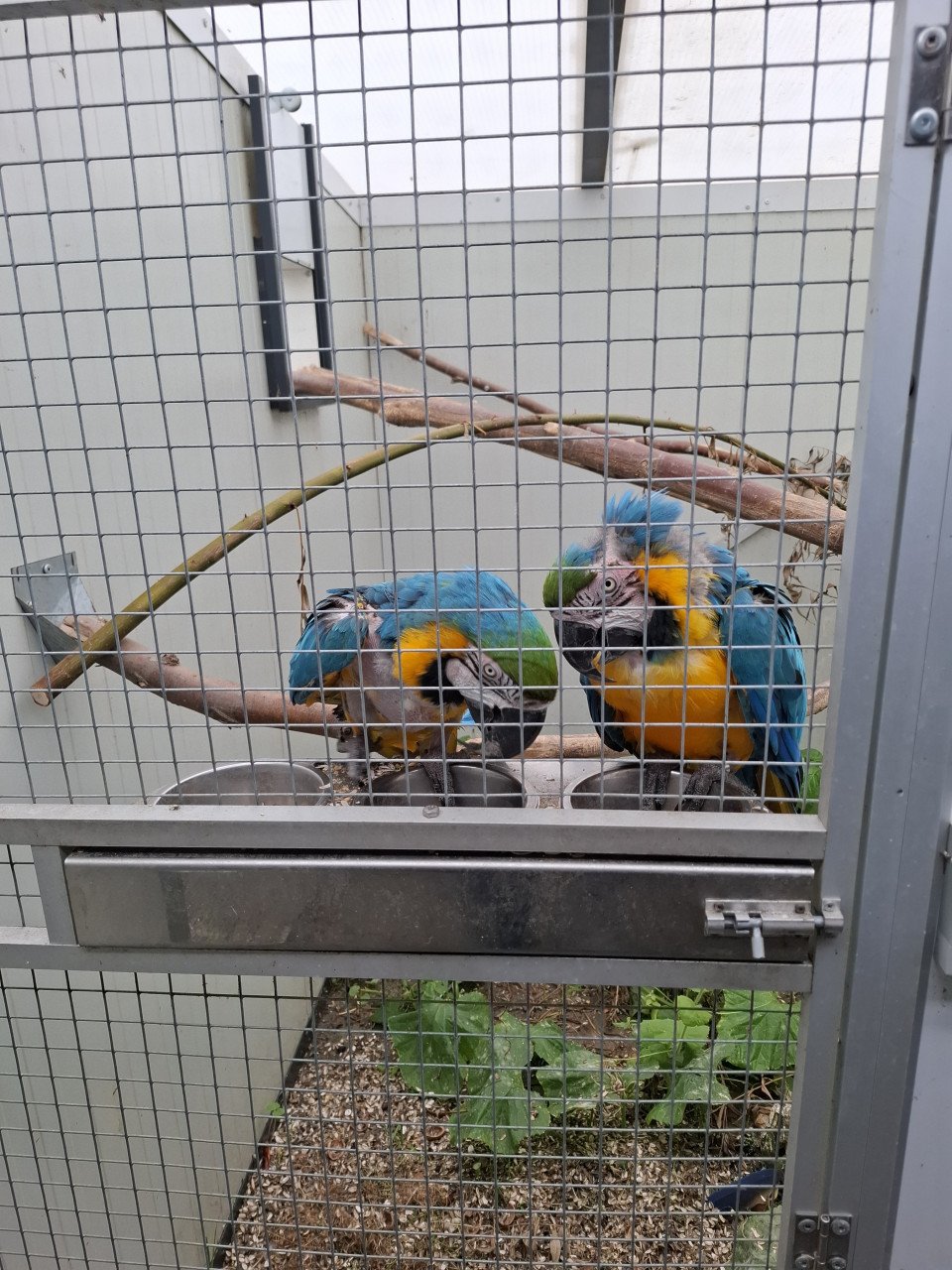 Koppel blauwgele ara's