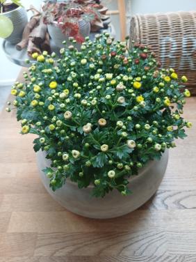HERFSTarrangement: Mooie, grijze schaal (zwaar) + chrysant!