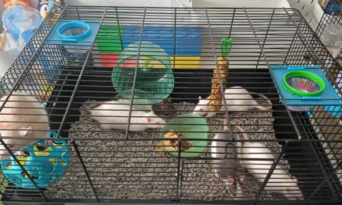 Handtamme ratjes