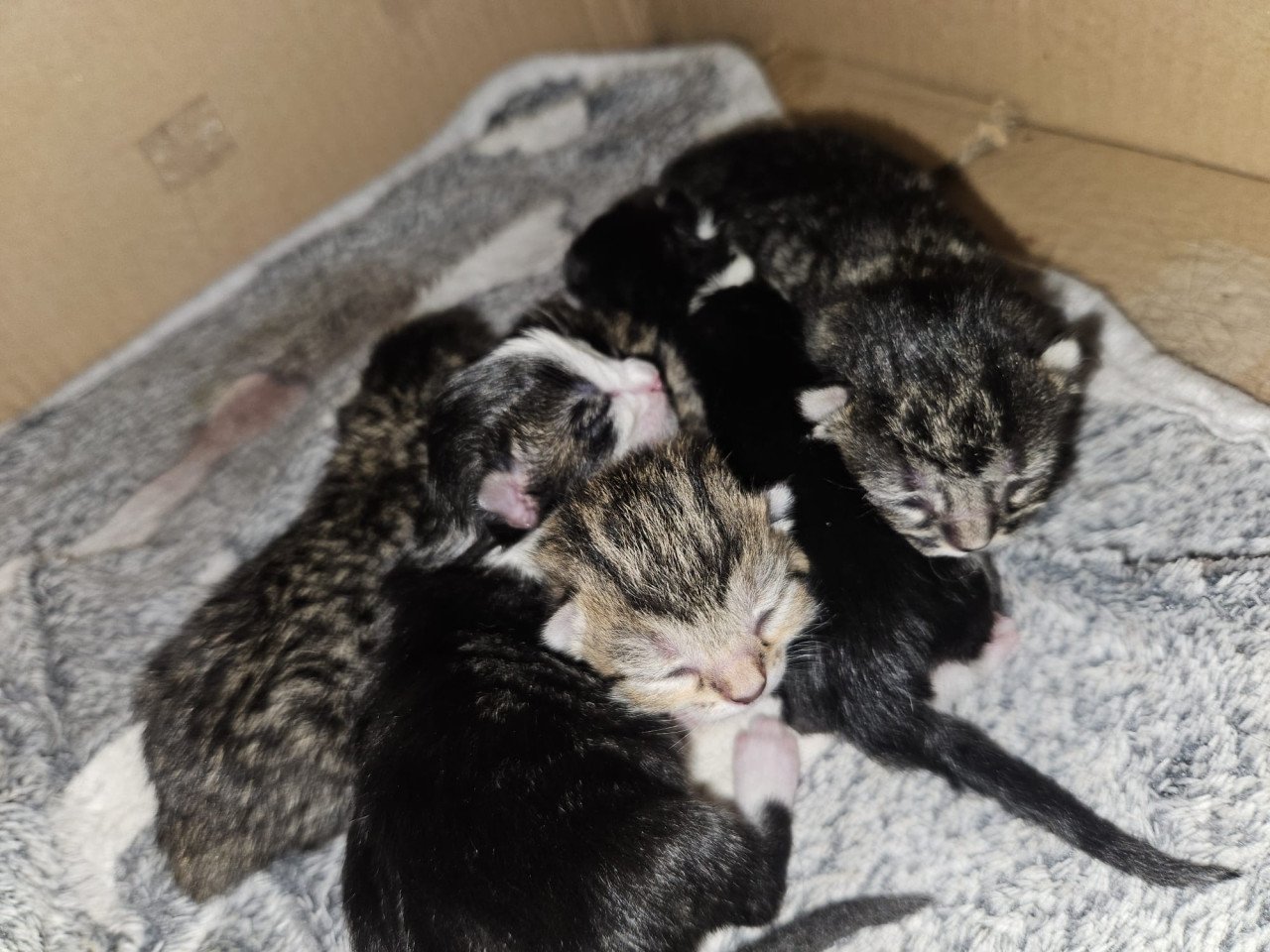 Kittens