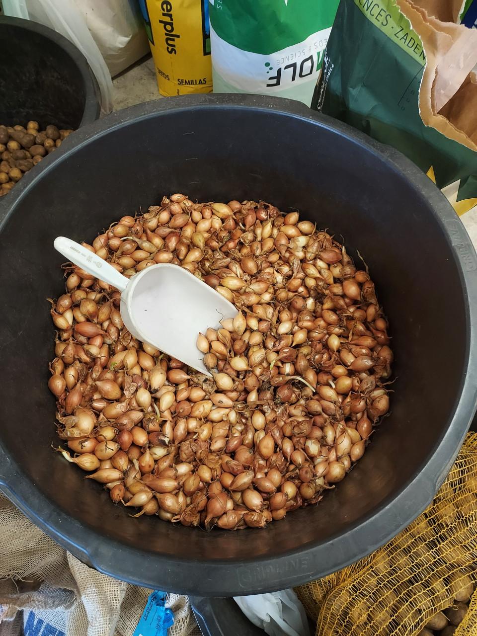 Pootaardappelen plantuien